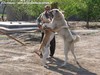 Combattimento fra i due cani